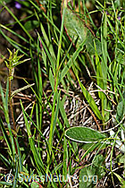 Dianthus carthusianorum (C263504)