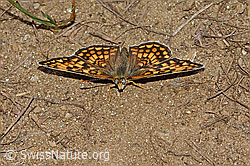 Melitaea athalia (08.07.2023, C263507)