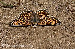 Melitaea athalia (08.07.2023, C263509)