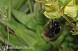 Steinhummel (Bombus lapidarius) an Schmalblättrigem Klappertopf (Rhinanthus glacialis) (C263515)