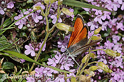 Lilagold-Feuerfalter (Lycaena hippothoe eurydame) auf Frühblühendem Thymian (Thymus praecox ssp. praecox) (C263551) Lilagold-Feuerfalter (Lycaena hippothoe eurydame) auf Frühblühendem Thymian (Thymus praecox ssp. praecox) (C263551)