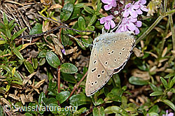 Lycaena hippothoe eurydame on Thymus praecox ssp. praecox (08.07.2023, C263554)