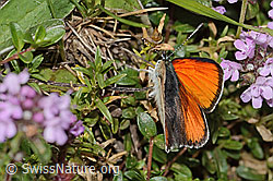 Lilagold-Feuerfalter (Lycaena hippothoe eurydame) auf Frühblühendem Thymian (Thymus praecox ssp. praecox) (C263556) Lilagold-Feuerfalter (Lycaena hippothoe eurydame) auf Frühblühendem Thymian (Thymus praecox ssp. praecox) (C263556)
