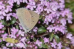 Lilagold-Feuerfalter (Lycaena hippothoe eurydame) auf Frühblühendem Thymian (Thymus praecox ssp. praecox) (C263558) Lilagold-Feuerfalter (Lycaena hippothoe eurydame) auf Frühblühendem Thymian (Thymus praecox ssp. praecox) (C263558)
