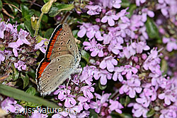 Lilagold-Feuerfalter (Lycaena hippothoe eurydame) auf Frühblühendem Thymian (Thymus praecox ssp. praecox) (C263561) Lilagold-Feuerfalter (Lycaena hippothoe eurydame) auf Frühblühendem Thymian (Thymus praecox ssp. praecox) (C263561)