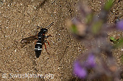 Stenodynerus punctifrons (Solitäre Faltenwespe) (C263566)