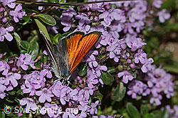 Lilagold-Feuerfalter (Lycaena hippothoe eurydame) auf Frühblühendem Thymian (Thymus praecox ssp. praecox) (C263571) Lilagold-Feuerfalter (Lycaena hippothoe eurydame) auf Frühblühendem Thymian (Thymus praecox ssp. praecox) (C263571)
