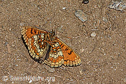 Melitaea athalia (08.07.2023, C263574)
