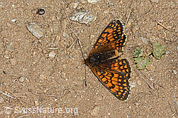 Melitaea athalia (C263577)