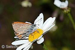 Lilagold-Feuerfalter (Lycaena hippothoe eurydame) auf Berg-Margerite (Leucanthemum adustum) (C263582)