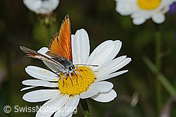 Lycaena hippothoe eurydame on Leucanthemum adustum (08.07.2023, C263584)