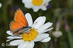 Berg-Margerite (Leucanthemum adustum)