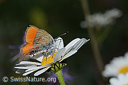 Lilagold-Feuerfalter (Lycaena hippothoe eurydame) auf Berg-Margerite (Leucanthemum adustum) (C263586)