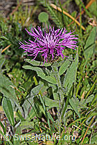 Centaurea nervosa (08.07.2023, C263588)