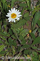 C263593: Berg-Margerite (Leucanthemum adustum)
