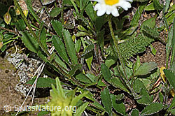 Berg-Margerite (Leucanthemum adustum) (C263596)