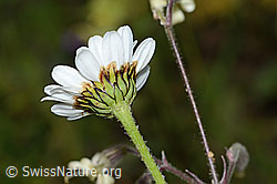 Berg-Margerite (Leucanthemum adustum) (C263597)