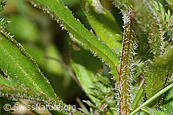 Berg-Margerite (Leucanthemum adustum) (C263601)