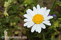 C263603: Berg-Margerite (Leucanthemum adustum)