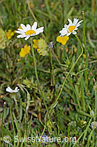 Leucanthemum adustum (08.07.2023, C263604)