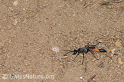 Foto: Gemeine Sandwespe (Ammophila sabulosa)