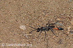 Ammophila sabulosa (08.07.2023, C263608)