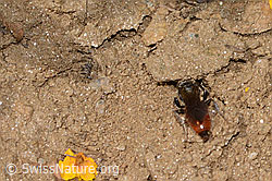 Sphecodes gibbus (C263615)