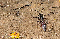 Sphecodes gibbus (C263616)