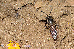 Sphecodes gibbus (08.07.2023, C263617)