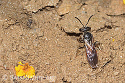 Sphecodes gibbus (C263618)