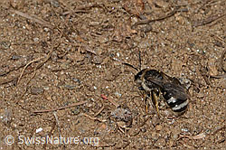 Weissbinden-Schmalbiene (Lasioglossum leucozonium) (C263621)