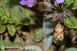 Teichwickler (Celypha lacunana) (C263634)