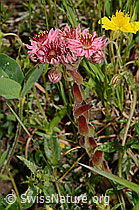 Spinnweb-Hauswurz (Sempervivum arachnoideum) (C263652)