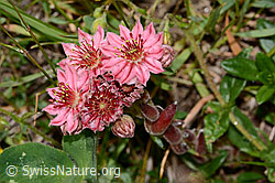 Spinnweb-Hauswurz (Sempervivum arachnoideum) (C263657)