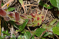 Spinnweb-Hauswurz (Sempervivum arachnoideum) (C263658)