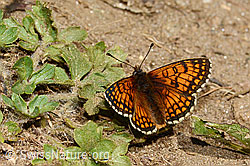 Melitaea athalia (08.07.2023, C263679)