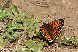 Melitaea athalia (08.07.2023, C263680)