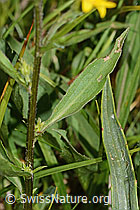 Alpen-Goldrute (Solidago virgaurea ssp. minuta) (C263685)
