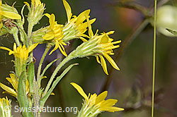 Alpen-Goldrute (Solidago virgaurea ssp. minuta) (C263693)