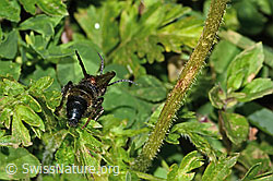 Grosse Spinnenameise (Mutilla europaea) (C263714)