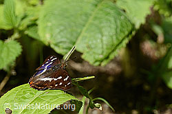 Grosser Schillerfalter (Apatura iris) (C267917)