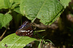 Grosser Schillerfalter (Apatura iris) (C267918)