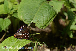 Grosser Schillerfalter (Apatura iris) (C267919)