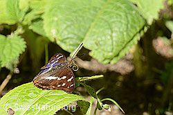 Grosser Schillerfalter (Apatura iris) (C267920)