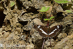 Grosser Schillerfalter (Apatura iris) (C267923)