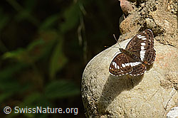 Grosser Schillerfalter (Apatura iris) (C267925)