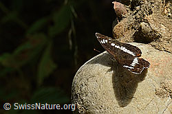 Grosser Schillerfalter (Apatura iris) (C267927)