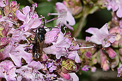 C267935: Gewöhnliche Maskenbiene (Hylaeus communis) auf Echtem Dost (Origanum vulgare)