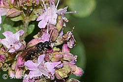 Brombeer-Perlmuttfalter (Brenthis daphne) auf Echtem Dost (Origanum vulgare)