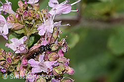 C267942: Gewöhnliche Maskenbiene (Hylaeus communis) auf Echtem Dost (Origanum vulgare)